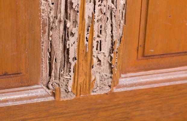 Mối gây nhiều tác hại nghiêm trọng đến tài sản gỗ, công trình, tài liệu, sức khoẻ con người
