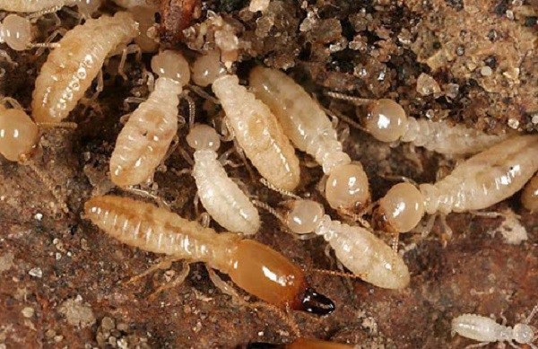 Mối – Kẻ thù ẩn mình và lý do cần dịch vụ diệt mối phường Bình Dương, TP.HCM
