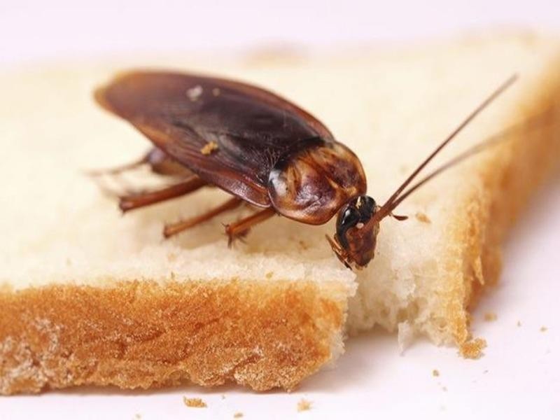 Gián là trung gian truyền bệnh, mang theo nhiều vi khuẩn, virus, ký sinh trùng gây bệnh