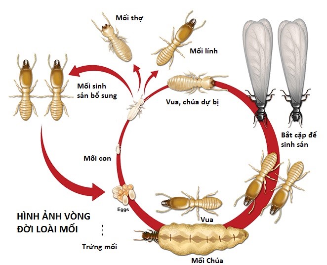 Hình ảnh giới thiệu về mối và vòng đời của mối 