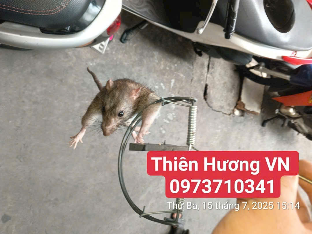 Dịch vụ diệt chuột tại Gò Vấp